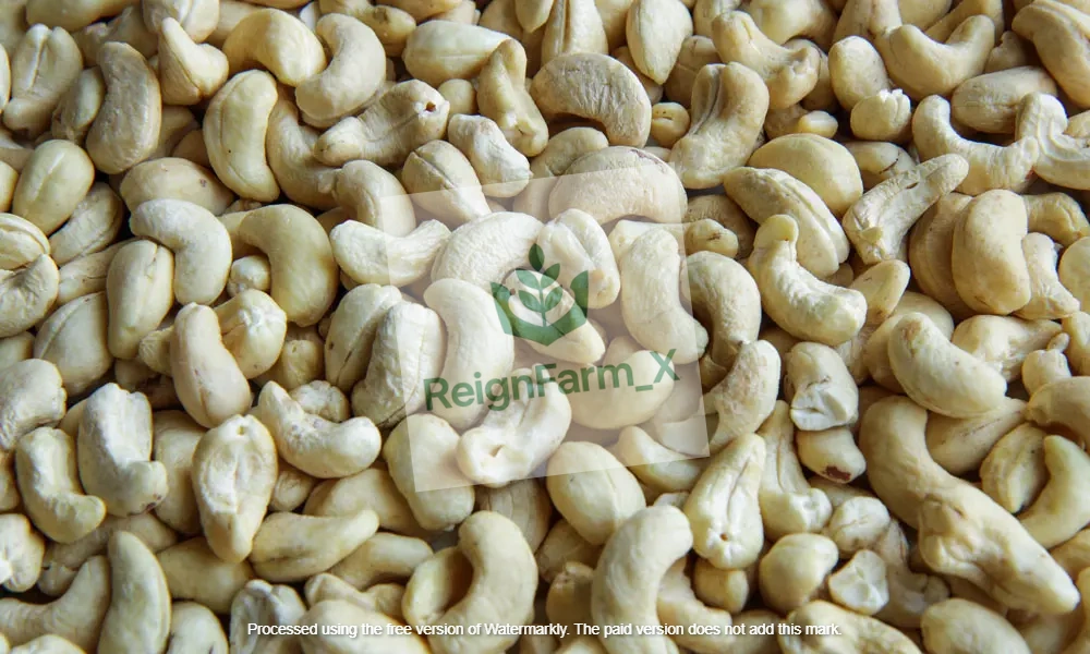 cashew image