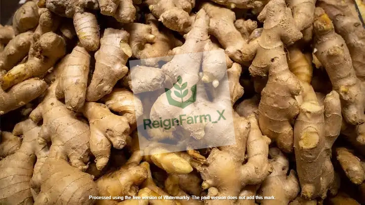 ginger image